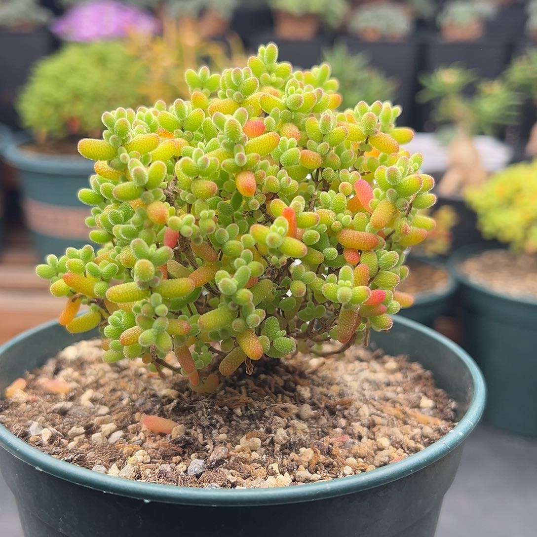 1008号金桔糖球12.29多肉