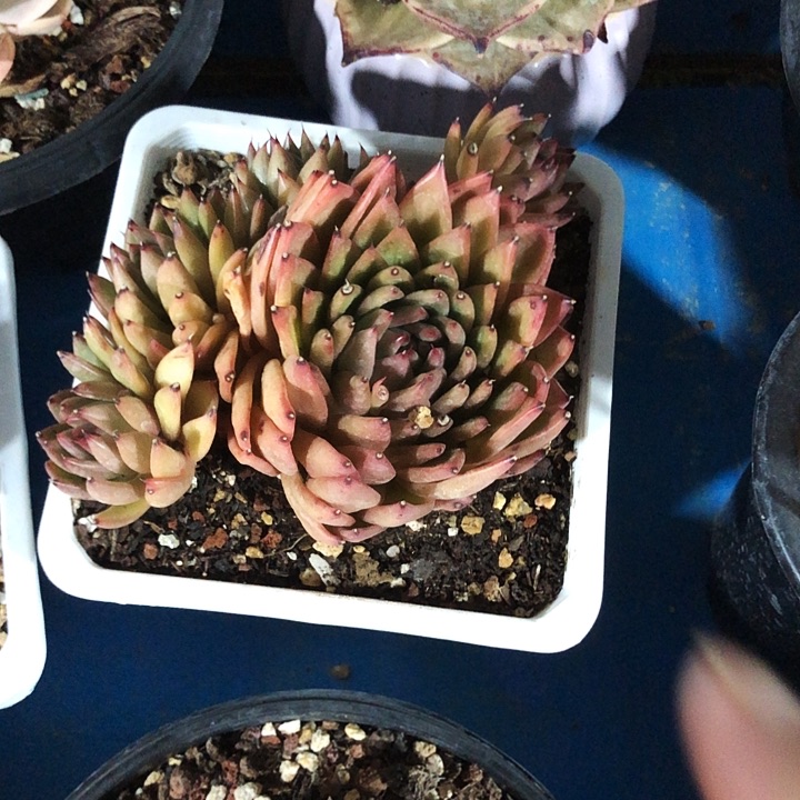 蔷薇自然群多肉植物