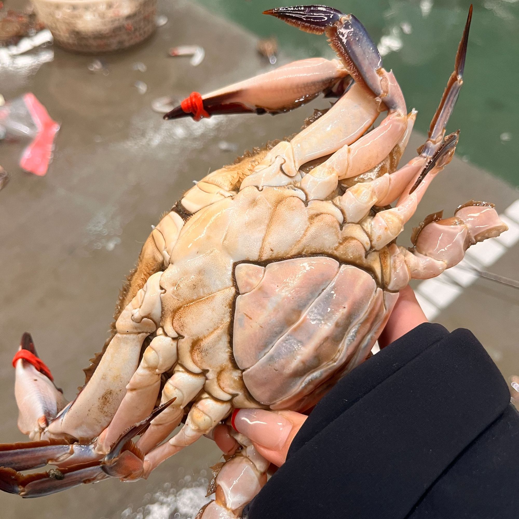 【保鲜不保活】东港三点黄母蟹3斤(9-12只）单只3-4两腿甲不全