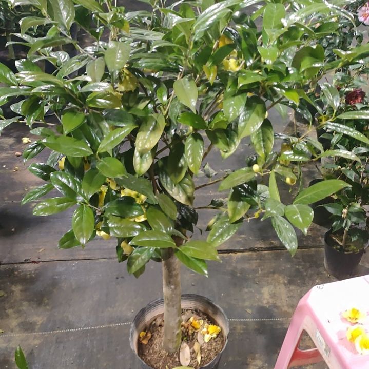 714金花茶，原盆原土发货