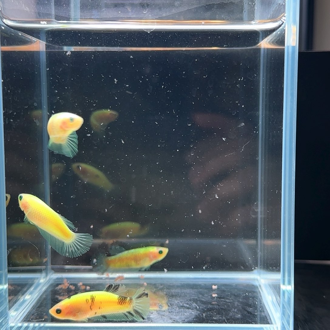 斗鱼活体观赏鱼好养耐活