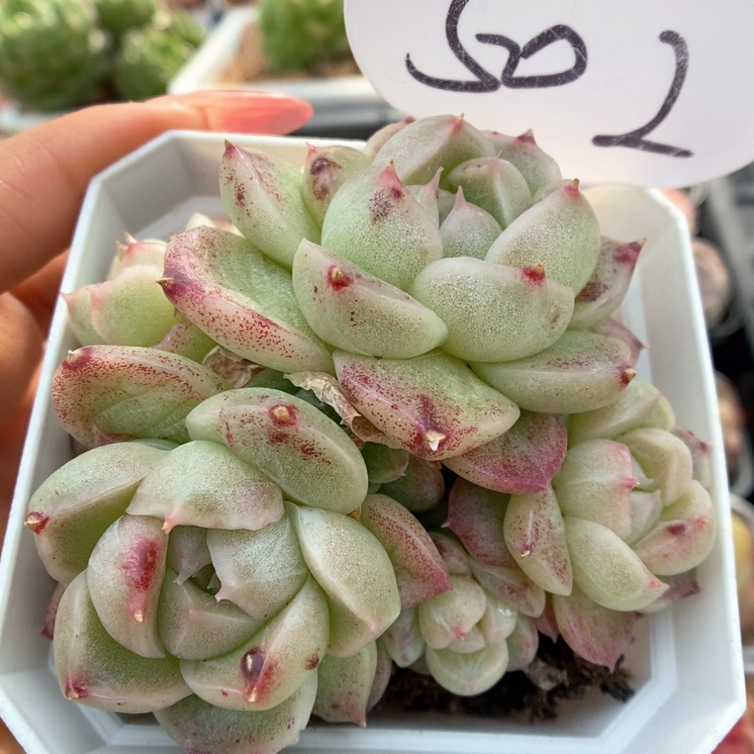 麦秆石化群生可拍502号。