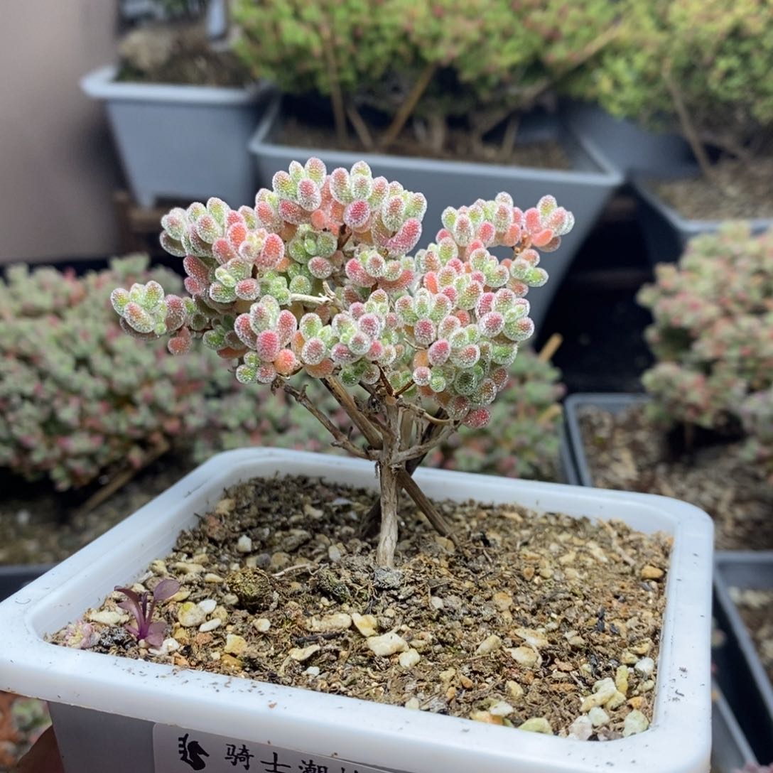 1021实生精控优选冰晶