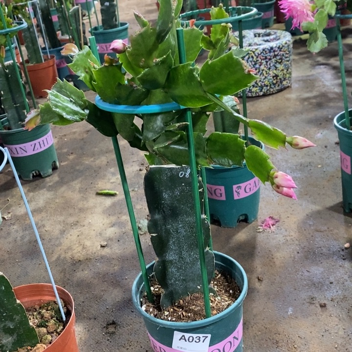 大部分花苞少量开放037嫁接082