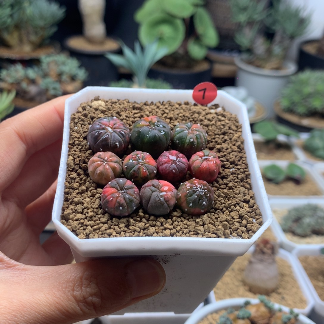 小兜锦实生带盆多肉1cm