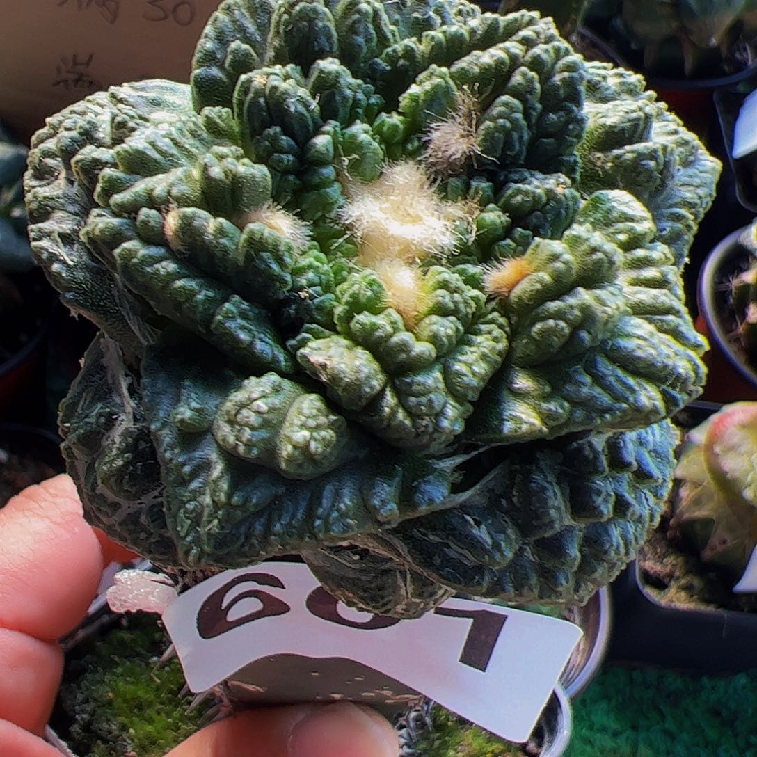 无花朵大尤龟甲牡丹601