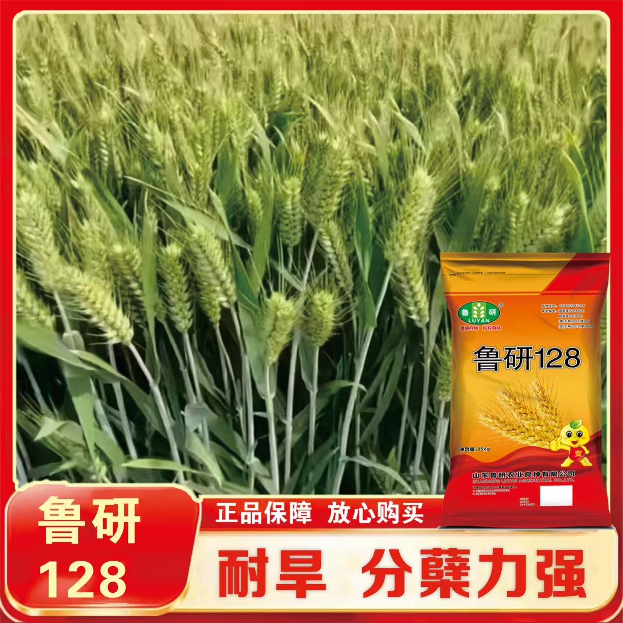 国审航天育种鲁研128【山】抗倒伏耐旱抗病性好高产小麦种正品保真