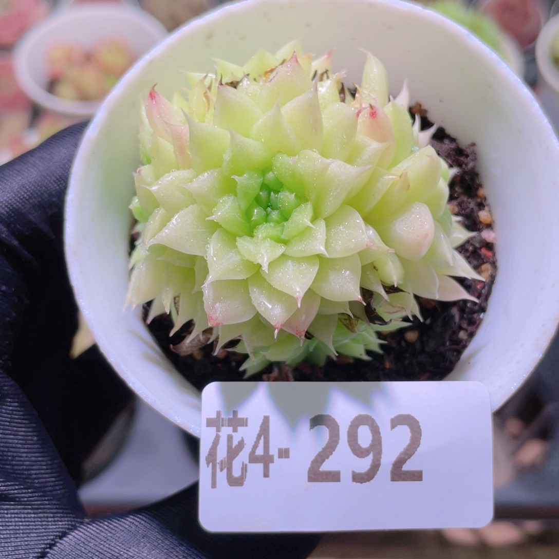 花利美 4-292麦秆群