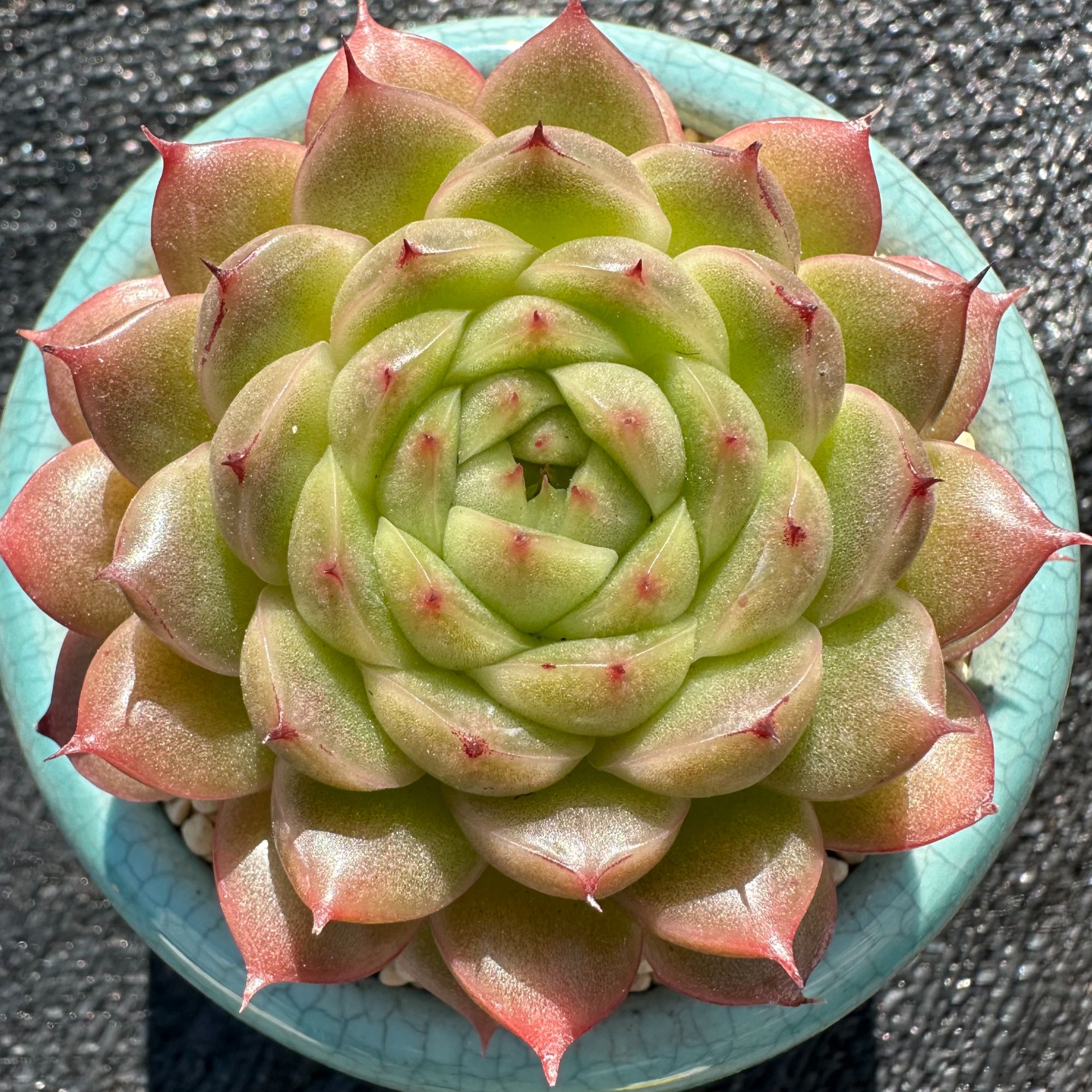 慢悠花房 山河盏 办公室阳台绿植园艺盆栽花卉庭院多肉