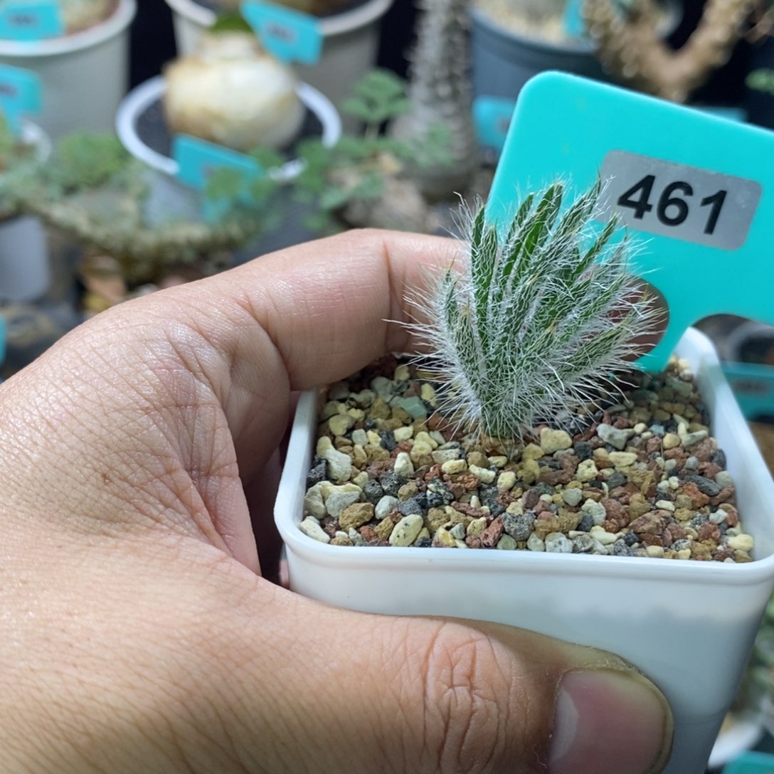 沃特山大型金刚钻