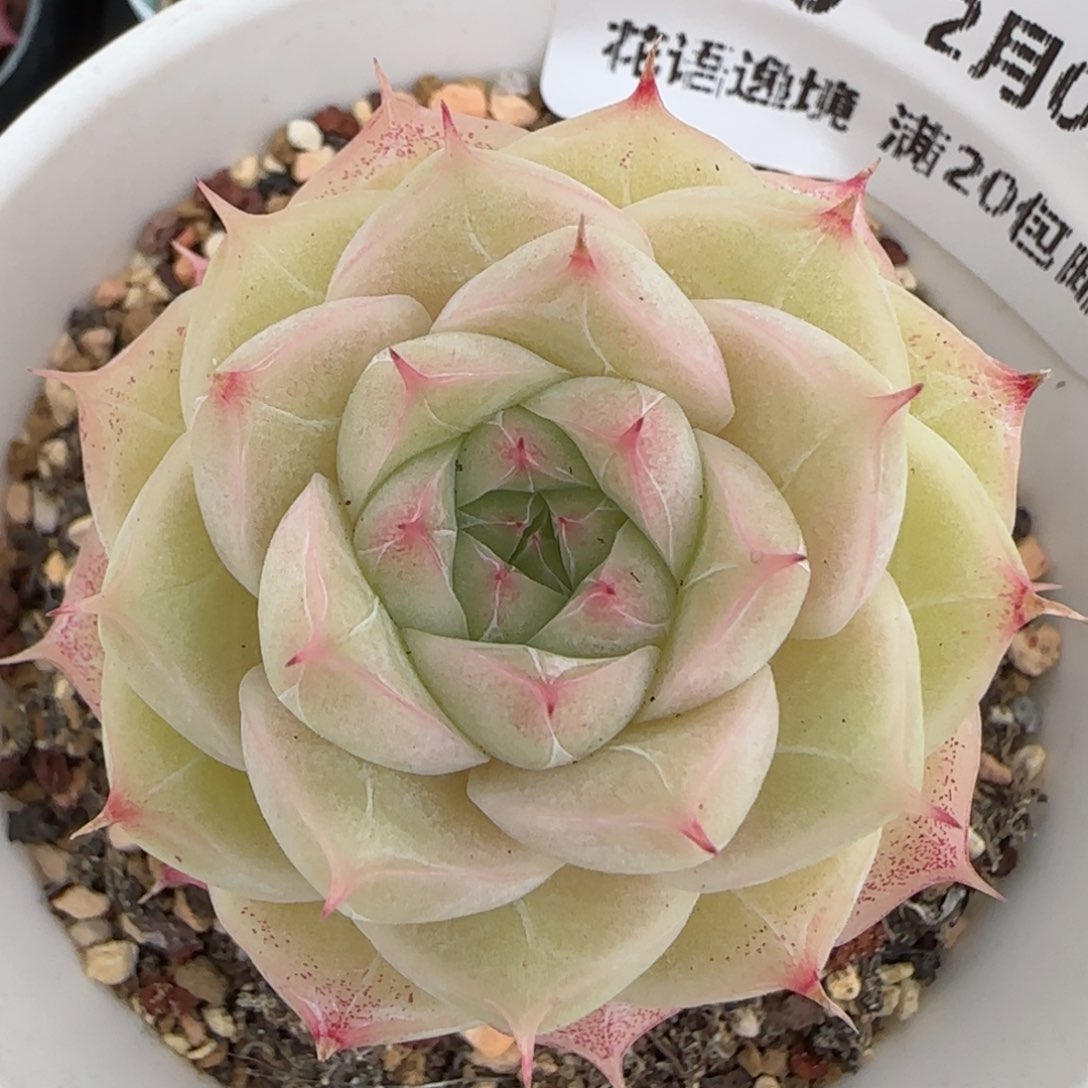 花语逸镜0203-256