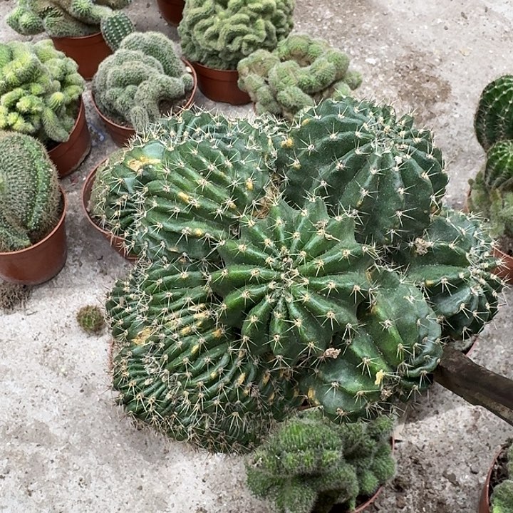 淼***淼无花朵彩草哈哈哈哈哈哈哈哈哈