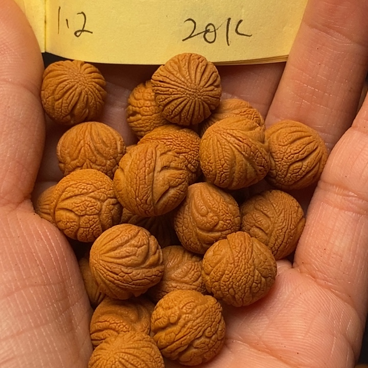 桃核吊坠秦岭龙纹桃核12尺寸