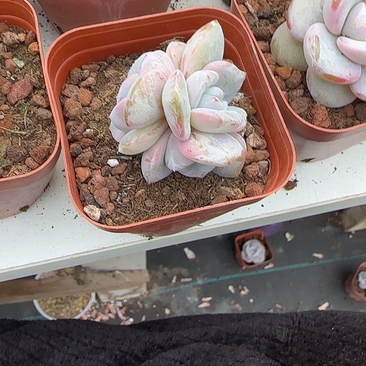 怡***然青蛙王子儿童牙膏11
