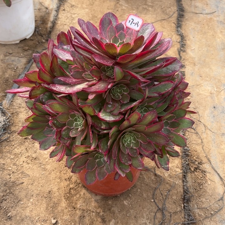 17-13粉花妖多肉植物
