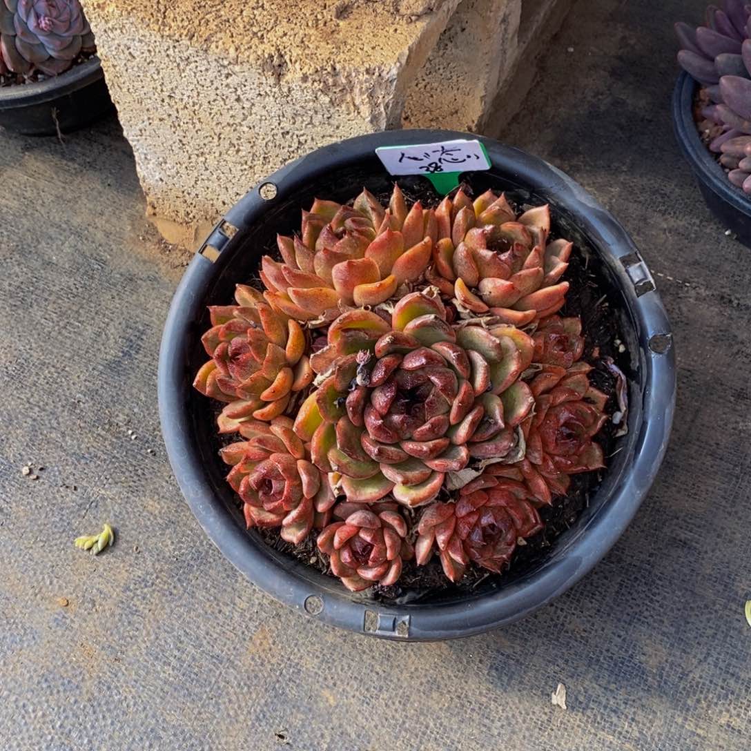 心***度一物一拍多肉植物
