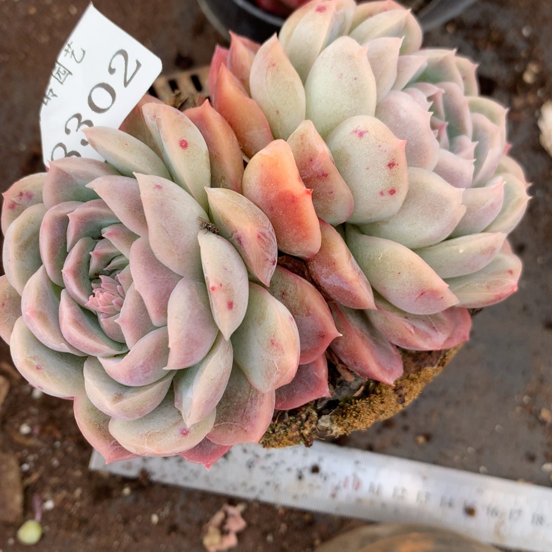 8302杂交多肉老桩