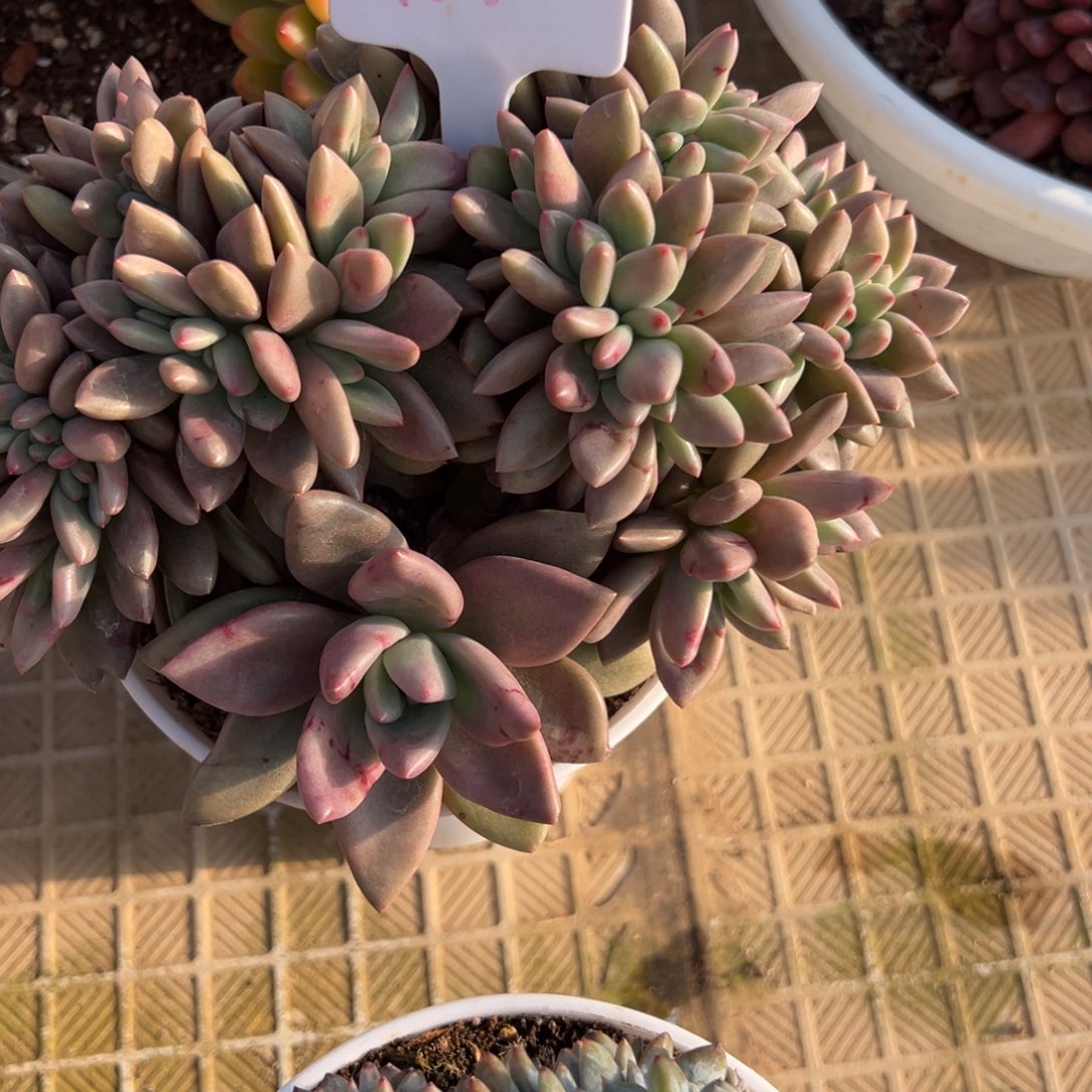 家***宝108号桃花源缀多肉植物30