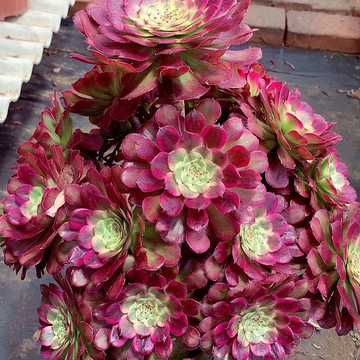 潘帕斯大老桩啊啊啊啊