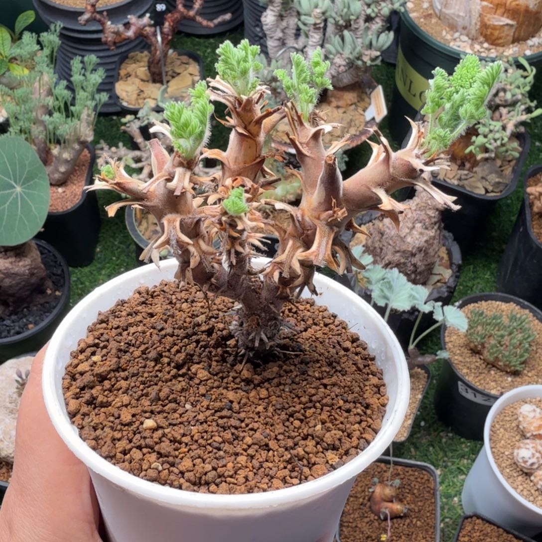 初云洋葵135仙人掌