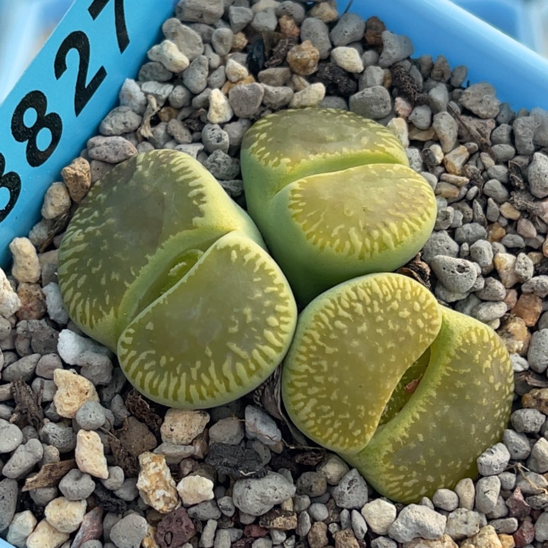 8827三头绿光阳群一颗