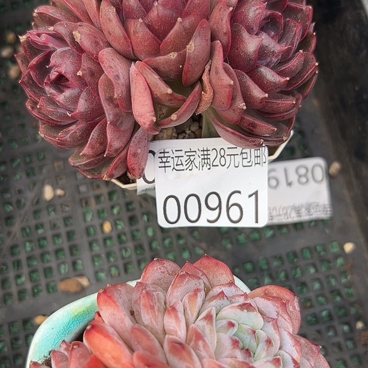 幸运的是我没有遇到幸运