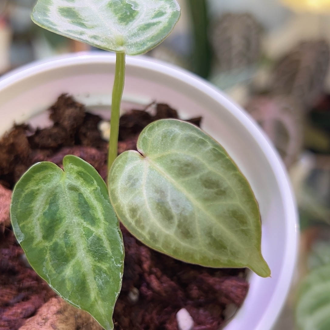 无花朵优选回来红钻石F2侧芽