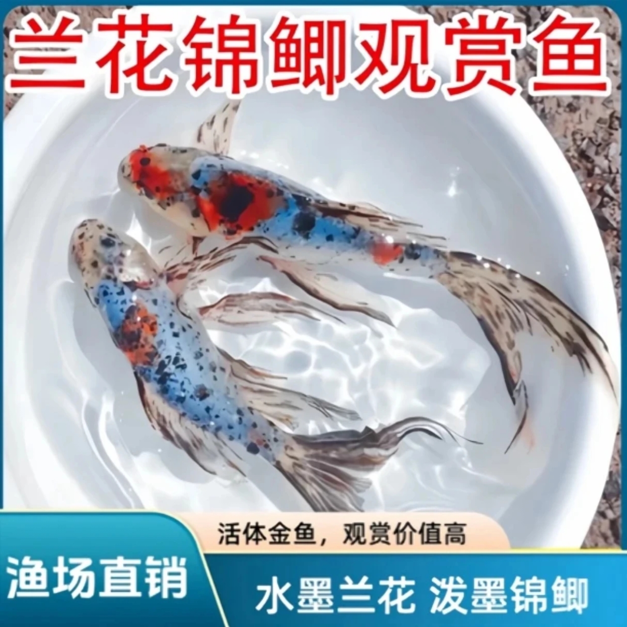 水墨玉兰花金鱼5-7公分 保底25条 4号泡沫箱  包邮包损  随机混搭