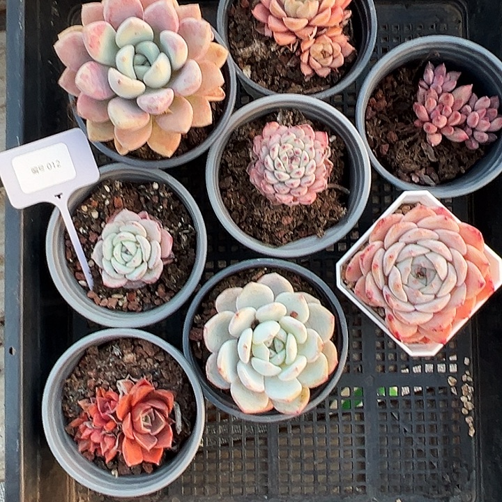 012号框。  福利多多。 