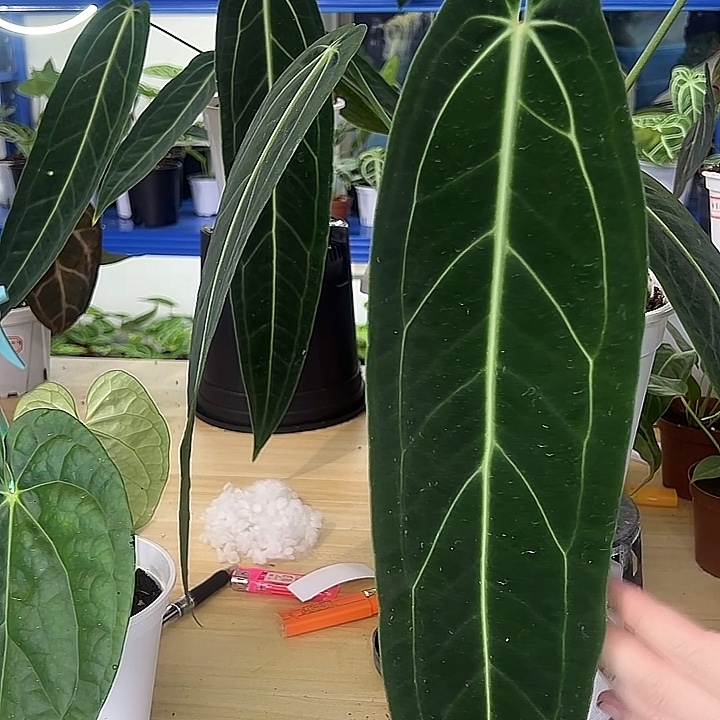 无花朵火鹤王花烛一物一拍