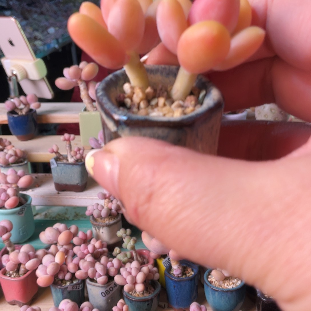 狗***多多肉植物的生长发育与生长