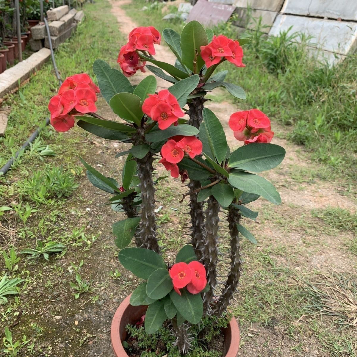 虎刺梅老桩铁海棠大花大叶耐旱绿植盆栽四季开花