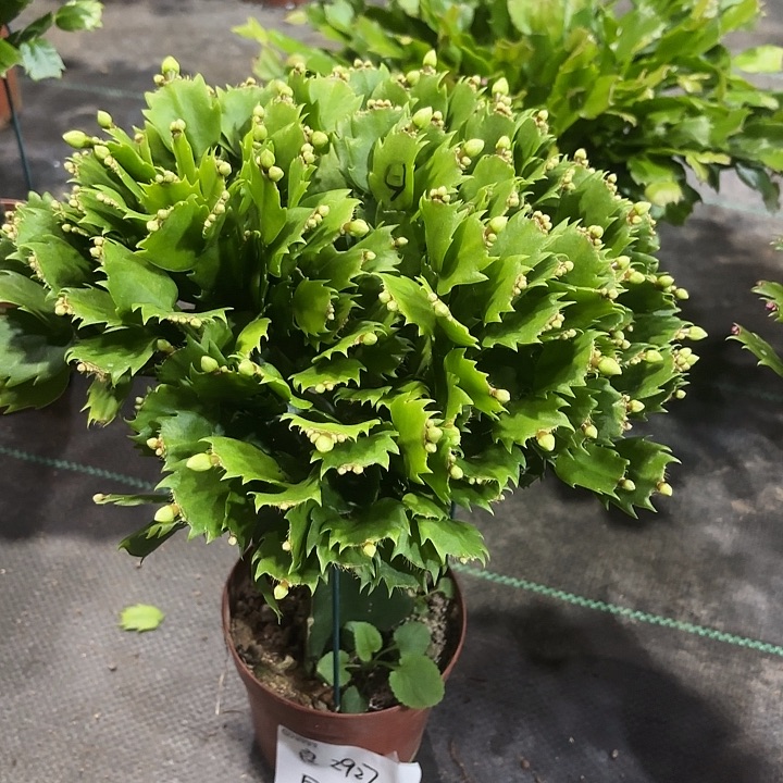 当前无花栽培后可以开花