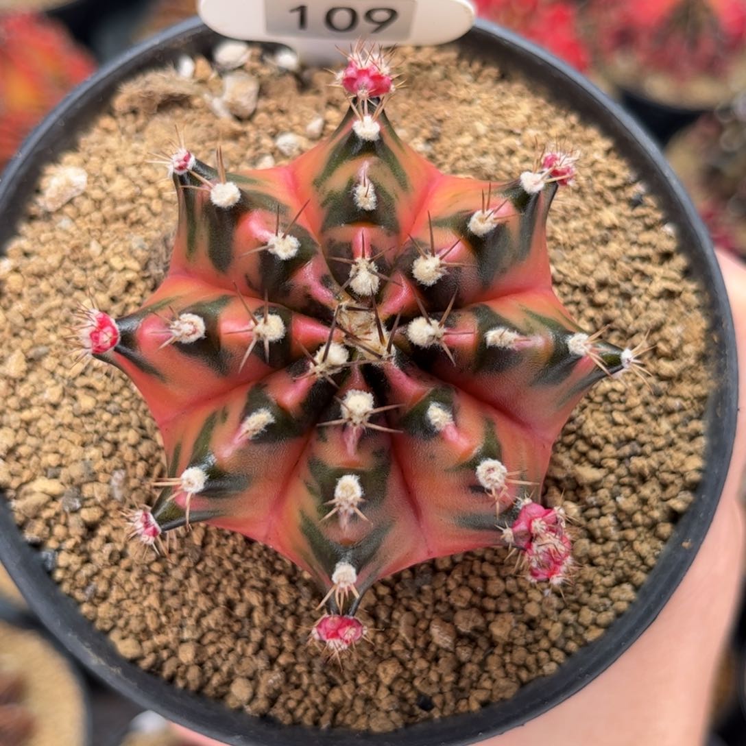 枫叶母本 米哈仙人球