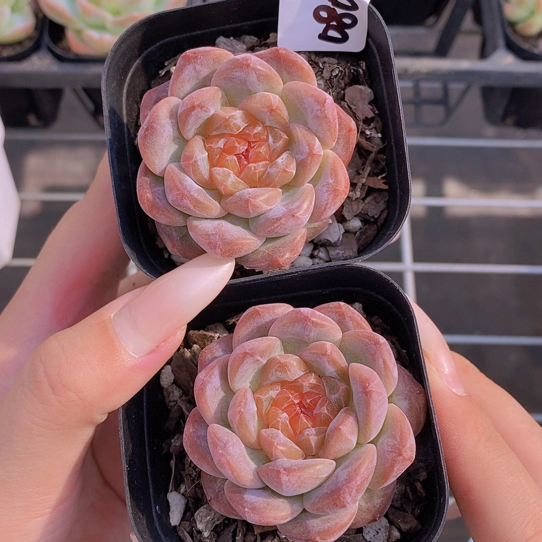 0804-67-粉糖心单头福利一颗量拍
