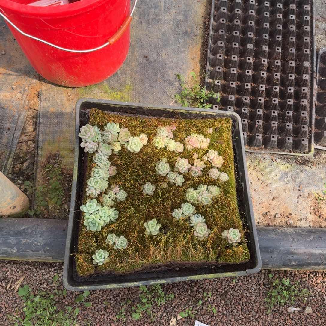 多肉杂交一物一拍14-85