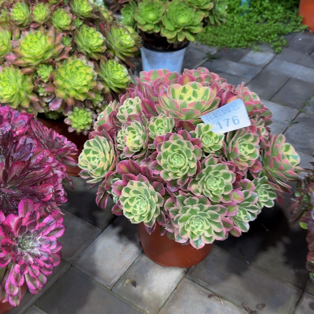 默****）多肉植物176白凤