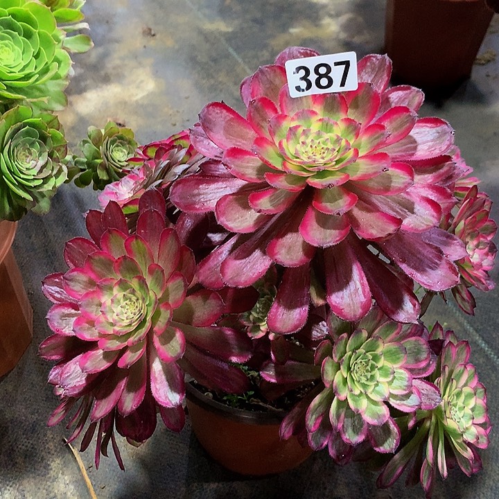 尘*多肉红腹轮38700