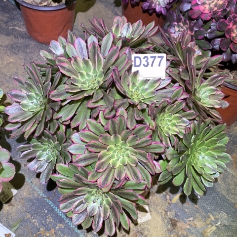 糖果粉黛多肉植物法师不包损