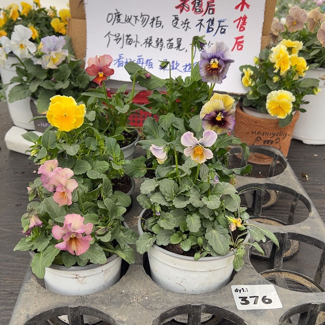 大部分花苞少量开放376号