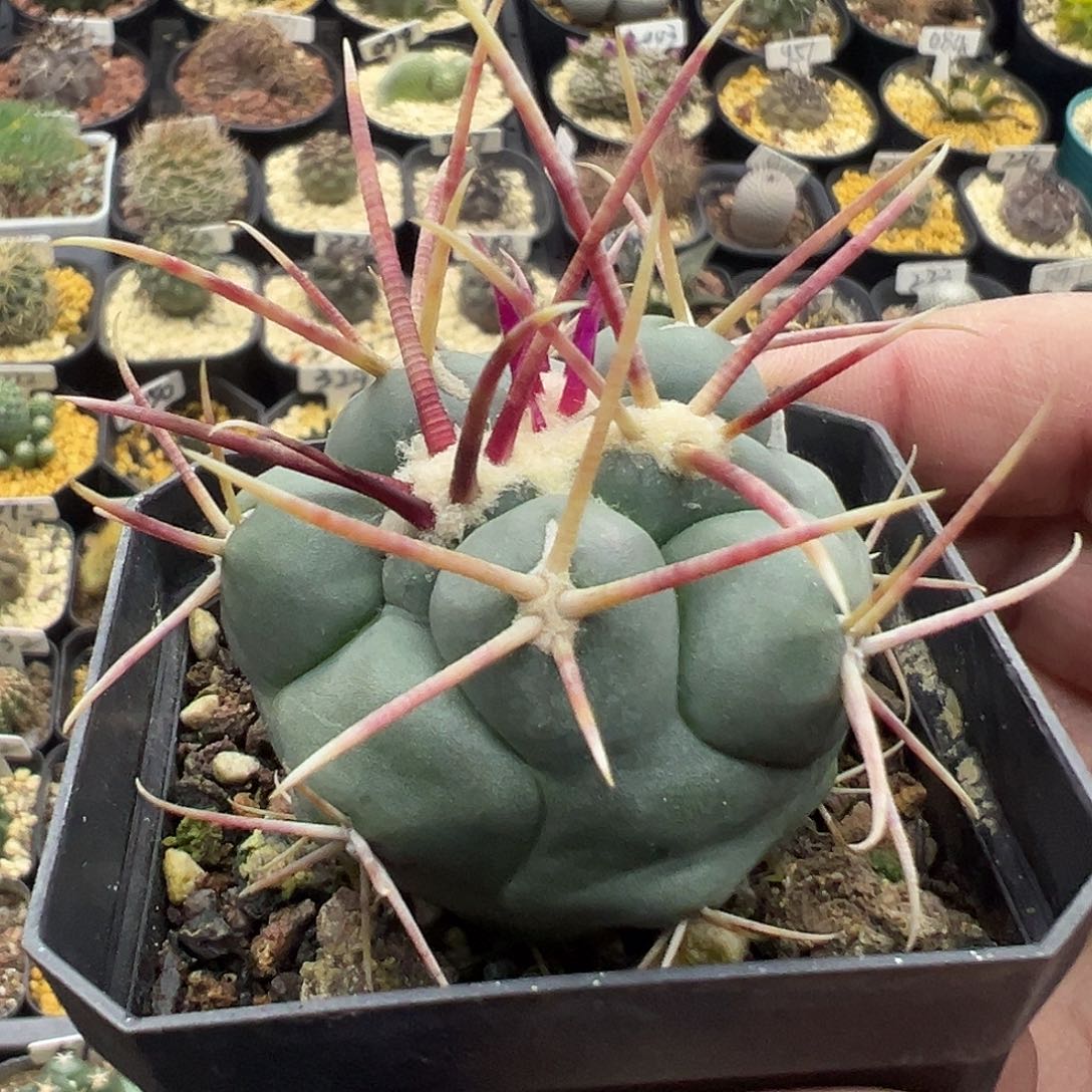 566菲冠龙实生仙人球