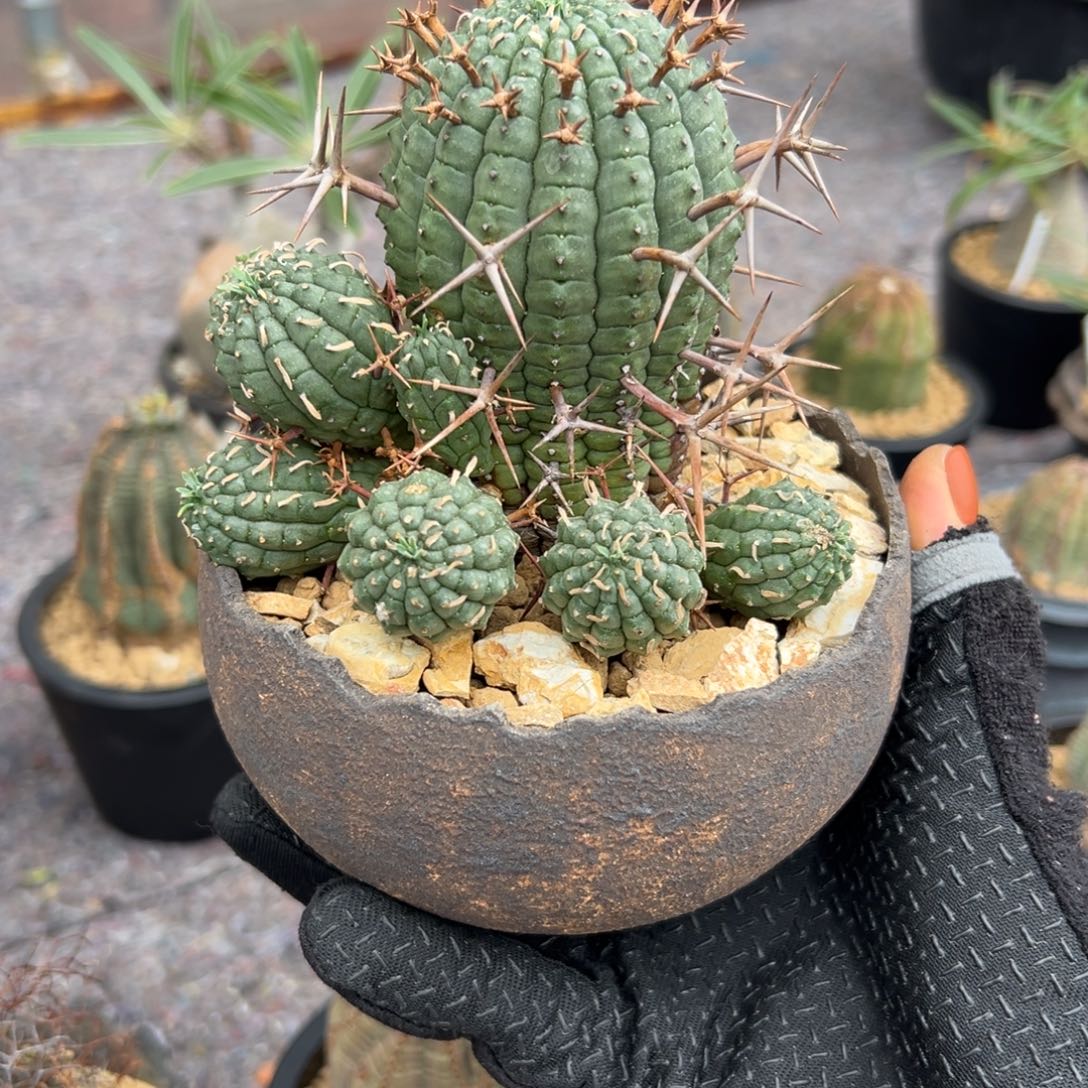 群星冠wwwwwwwwwwwwww