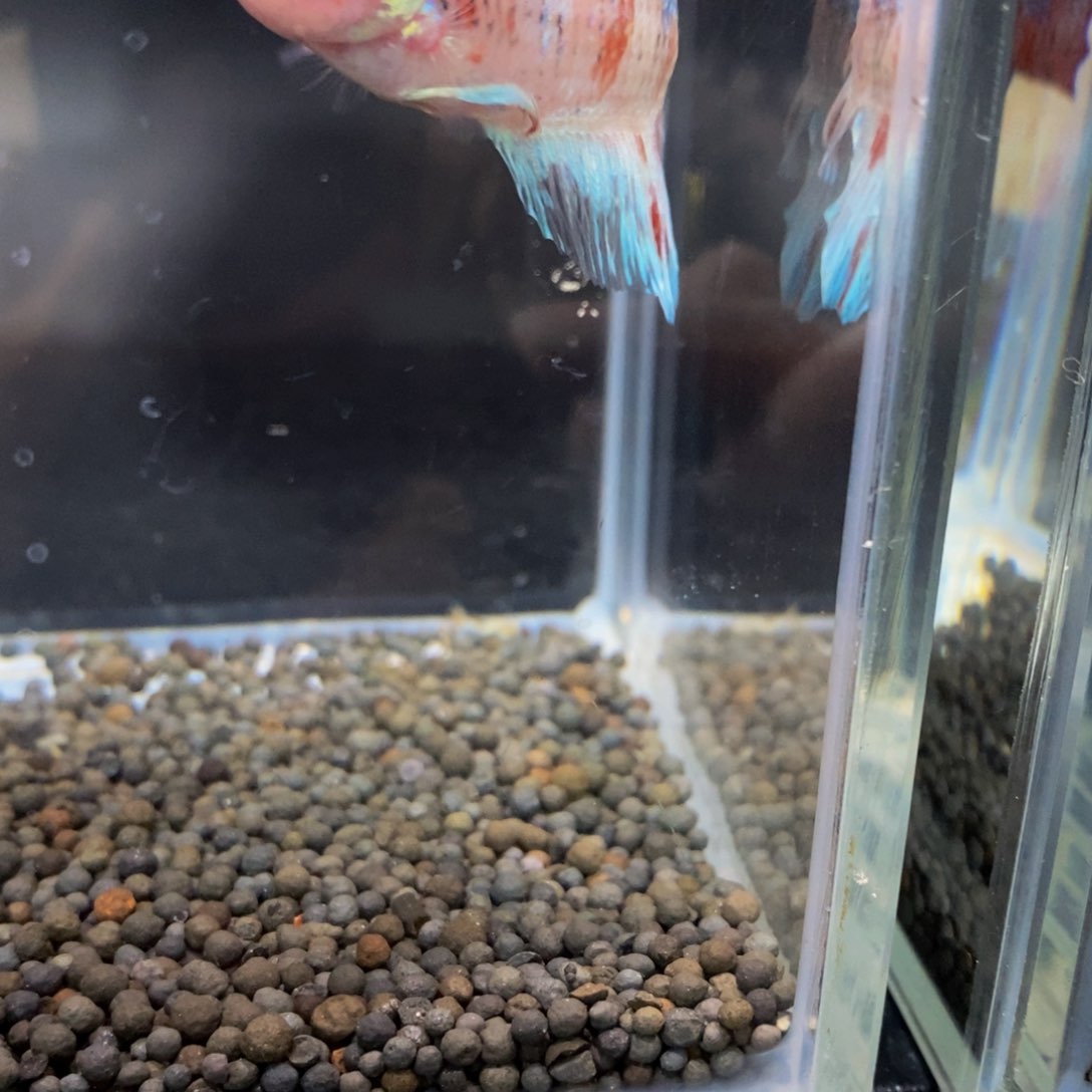 热带鱼公388巨斗