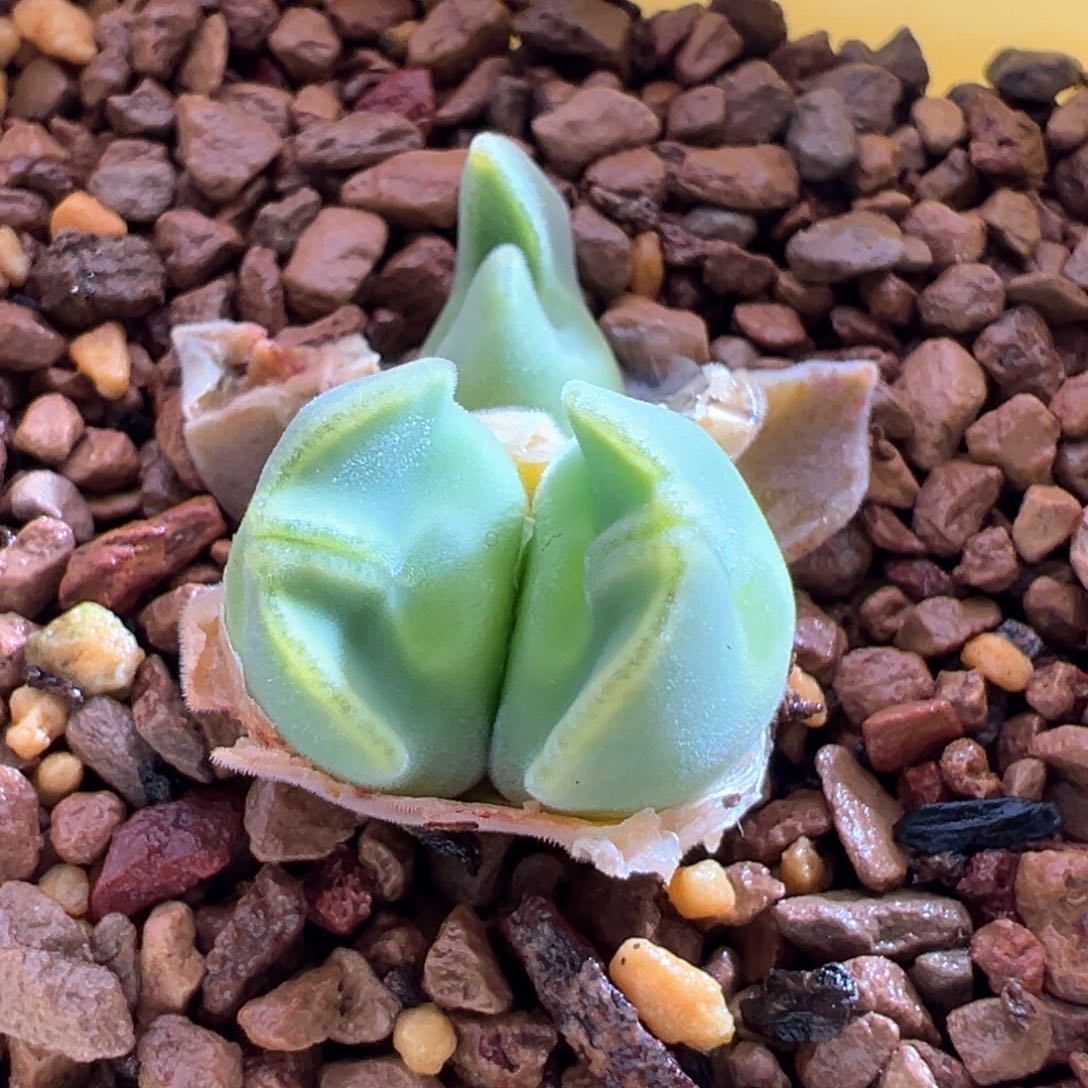 12青蛙优选大眼空蝉