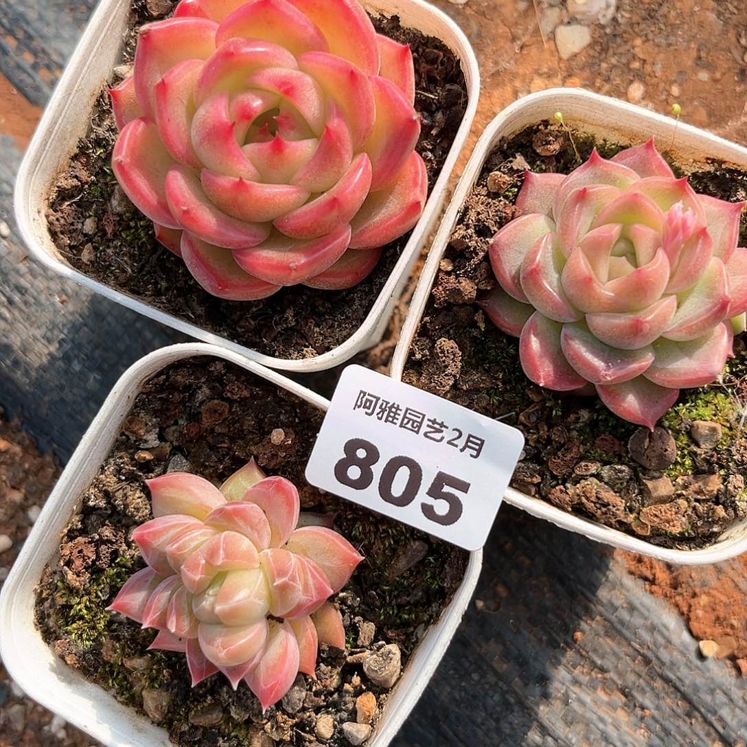 阿雅园艺。 不售后805