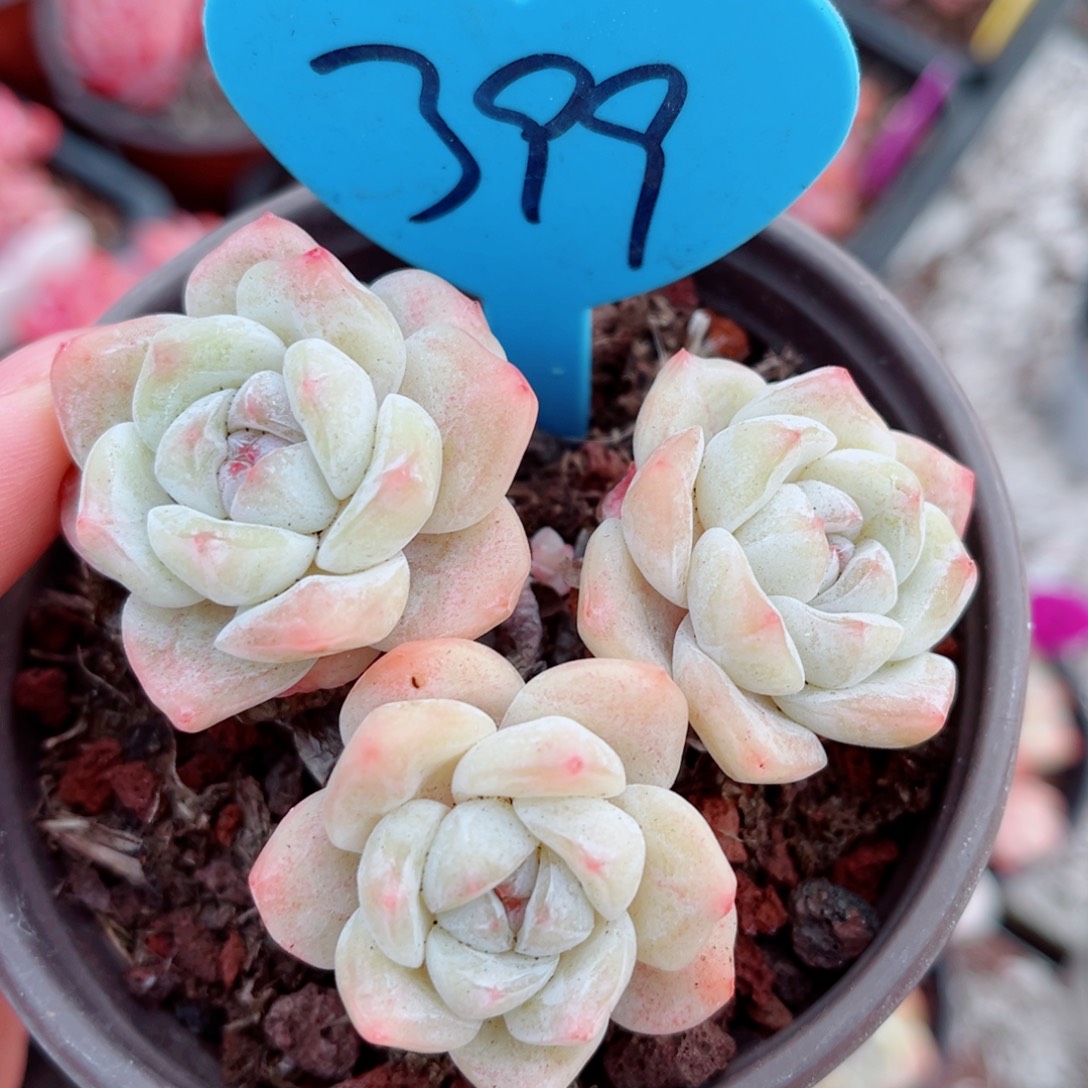 399号小老桩冰玉群