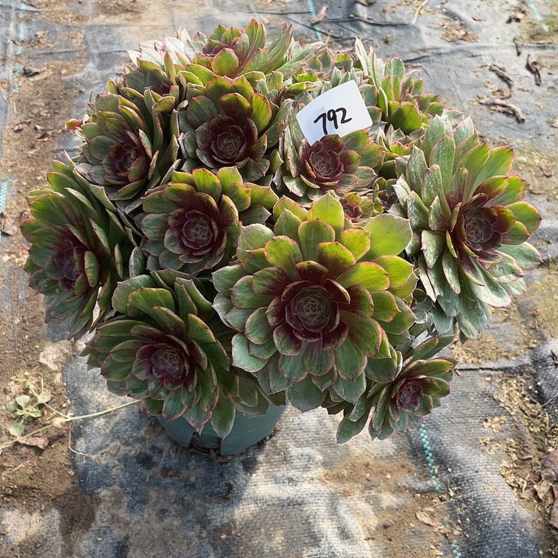 792法师植物红丝绒