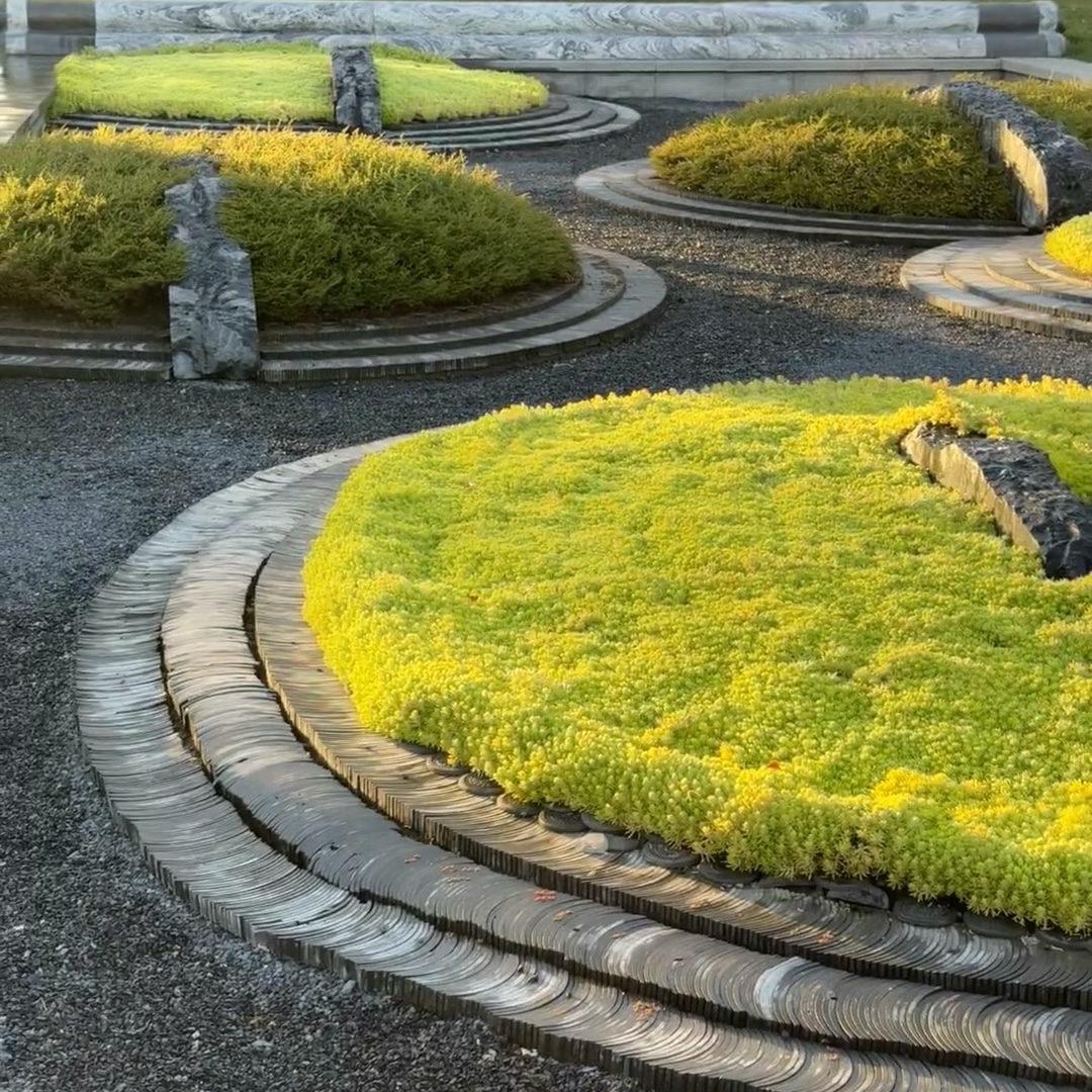 【佛甲草】耐热耐旱四季常绿屋顶庭院花境造景植物