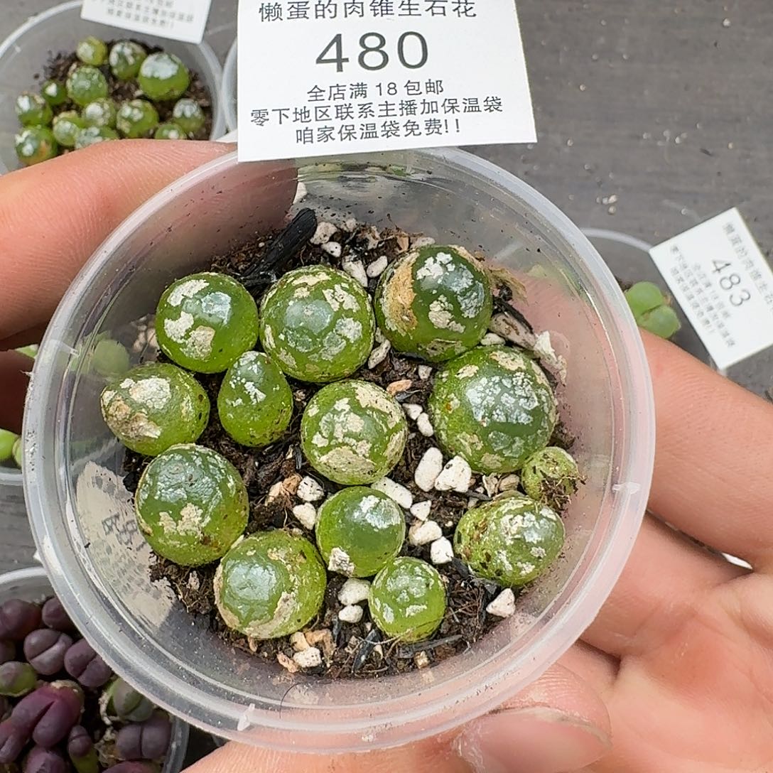 480灯泡三年满18包邮