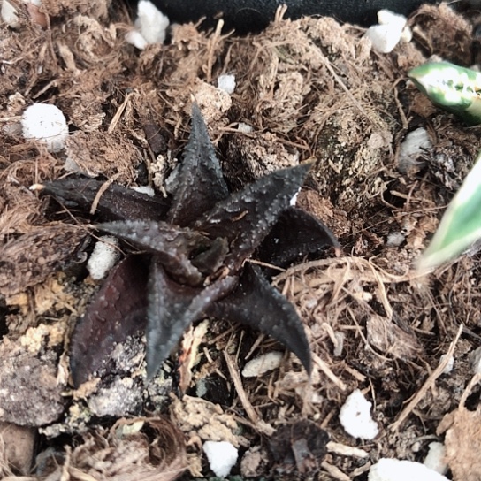 原始黑肌硬叶多肉116